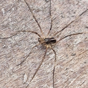 Opiliones (order) at Collector, NSW - 1 Aug 2024 03:49 PM