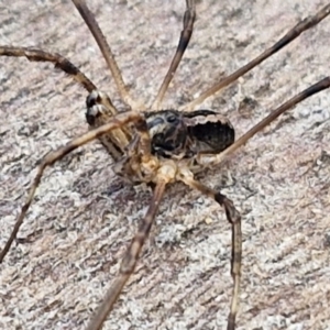 Opiliones (order) at Collector, NSW - 1 Aug 2024 03:49 PM