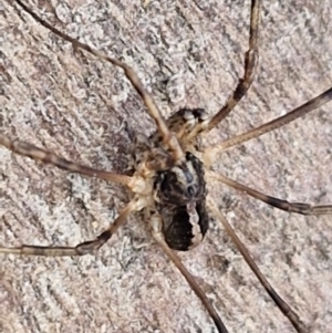 Opiliones (order) at Collector, NSW - 1 Aug 2024