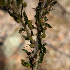 Acacia paradoxa (Kangaroo Thorn) at Tarcutta, NSW - 29 Jul 2024 by Darcy