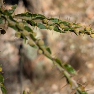 Acacia paradoxa at Tarcutta, NSW - 29 Jul 2024