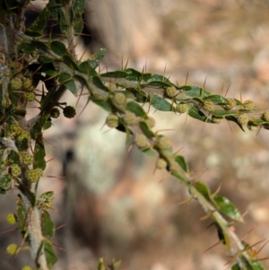 Acacia paradoxa at Tarcutta, NSW - 29 Jul 2024