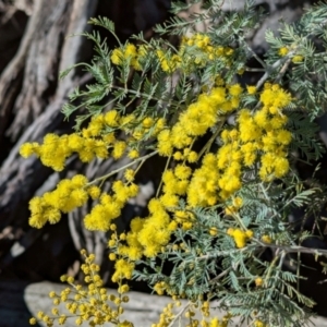 Acacia dealbata subsp. dealbata at Tarcutta, NSW - 29 Jul 2024