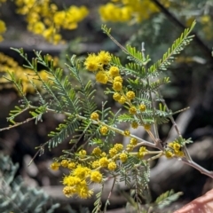 Acacia dealbata subsp. dealbata at Tarcutta, NSW - 29 Jul 2024