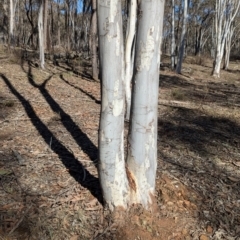 Eucalyptus rossii (Inland Scribbly Gum) at Tarcutta, NSW - 29 Jul 2024 by Darcy