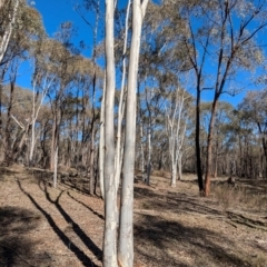 Eucalyptus rossii at Tarcutta, NSW - 29 Jul 2024