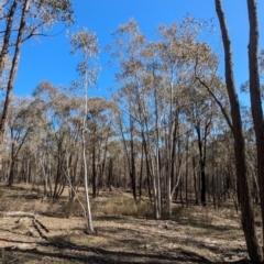 Eucalyptus rossii at Tarcutta, NSW - 29 Jul 2024 11:35 AM