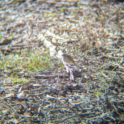 Caligavis chrysops (Yellow-faced Honeyeater) at Tarcutta, NSW - 29 Jul 2024 by Darcy