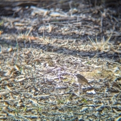 Caligavis chrysops at Tarcutta, NSW - 29 Jul 2024