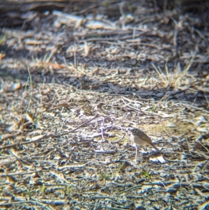 Caligavis chrysops at Tarcutta, NSW - 29 Jul 2024