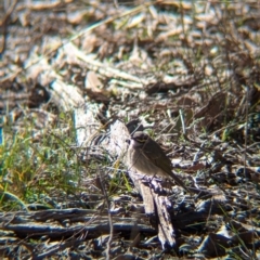 Caligavis chrysops at Tarcutta, NSW - 29 Jul 2024 11:40 AM