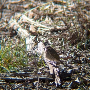 Caligavis chrysops at Tarcutta, NSW - 29 Jul 2024