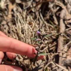 Hovea heterophylla (Common Hovea) at Tarcutta, NSW - 29 Jul 2024 by Darcy