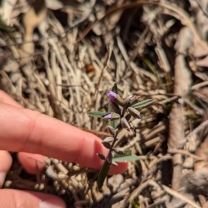 Hovea heterophylla at Tarcutta, NSW - 29 Jul 2024