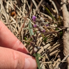 Hovea heterophylla at Tarcutta, NSW - 29 Jul 2024