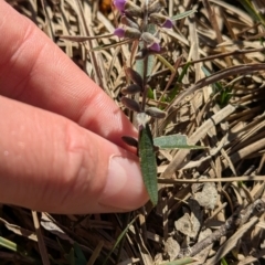 Hovea heterophylla at Tarcutta, NSW - 29 Jul 2024