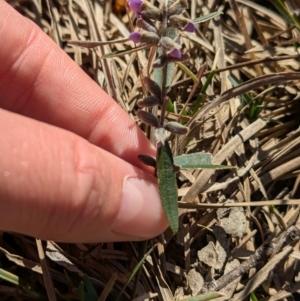 Hovea heterophylla at Tarcutta, NSW - 29 Jul 2024