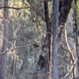 Petroica boodang at Tarcutta, NSW - 29 Jul 2024