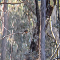 Petroica boodang at Tarcutta, NSW - 29 Jul 2024 01:35 PM