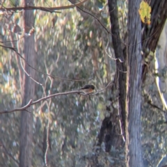 Petroica boodang at Tarcutta, NSW - 29 Jul 2024