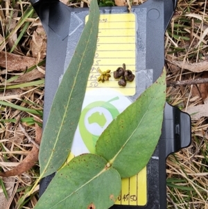 Eucalyptus macarthurii at Mongarlowe, NSW - suppressed