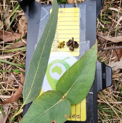 Eucalyptus macarthurii (Paddys River Box, Camden Woollybutt) at Mongarlowe, NSW - 1 Aug 2024 by Steve818