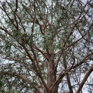 Eucalyptus macarthurii at Mongarlowe, NSW - suppressed