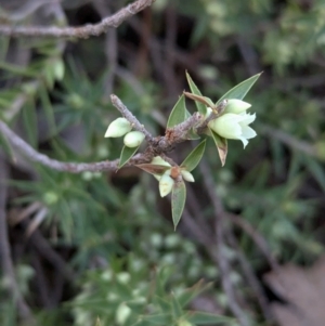 Melichrus urceolatus at Tarcutta, NSW - 29 Jul 2024