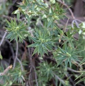 Melichrus urceolatus at Tarcutta, NSW - 29 Jul 2024