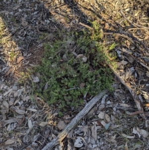 Melichrus urceolatus at Tarcutta, NSW - 29 Jul 2024