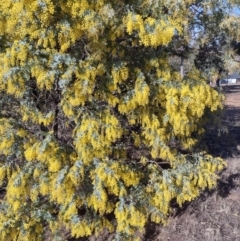 Acacia baileyana (Cootamundra Wattle, Golden Mimosa) at Chisholm, ACT - 1 Aug 2024 by PatMASH