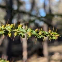 Acacia paradoxa (Kangaroo Thorn) at Tarcutta, NSW - 29 Jul 2024 by Darcy