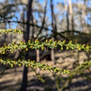 Acacia paradoxa at Tarcutta, NSW - 29 Jul 2024