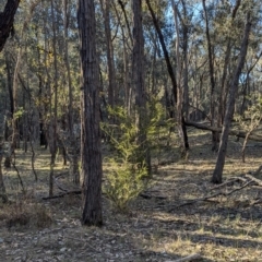 Acacia paradoxa at Tarcutta, NSW - 29 Jul 2024