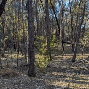 Acacia paradoxa at Tarcutta, NSW - 29 Jul 2024