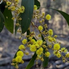 Acacia pycnantha (Golden Wattle) at Tarcutta, NSW - 29 Jul 2024 by Darcy