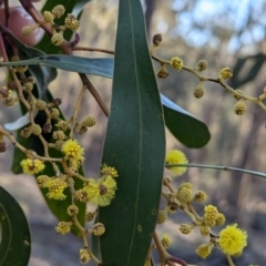 Acacia pycnantha at Tarcutta, NSW - 29 Jul 2024