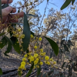 Acacia pycnantha at Tarcutta, NSW - 29 Jul 2024