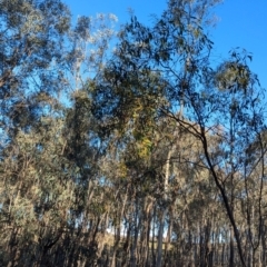 Acacia pycnantha at Tarcutta, NSW - 29 Jul 2024