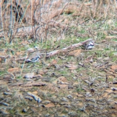 Stagonopleura guttata (Diamond Firetail) at Tarcutta, NSW - 29 Jul 2024 by Darcy