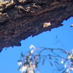 Cormobates leucophaea (White-throated Treecreeper) at Tarcutta, NSW - 29 Jul 2024 by Darcy