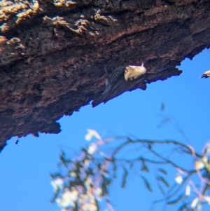 Cormobates leucophaea at Tarcutta, NSW - 30 Jul 2024