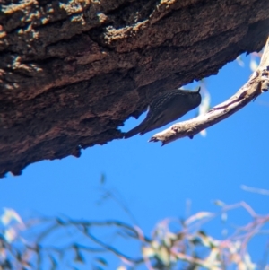 Cormobates leucophaea at Tarcutta, NSW - 30 Jul 2024 09:56 AM