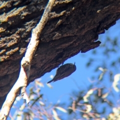 Cormobates leucophaea at Tarcutta, NSW - 30 Jul 2024 09:56 AM