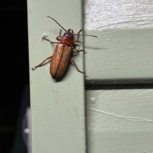 Agrianome spinicollis at Lockhart River, QLD - 1 Aug 2024 08:30 PM