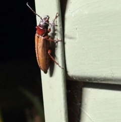 Agrianome spinicollis at Lockhart River, QLD - 1 Aug 2024 08:30 PM