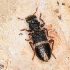 Lemidia accincta (Clerid beetle) at Melba, ACT - 31 Jul 2024 by kasiaaus