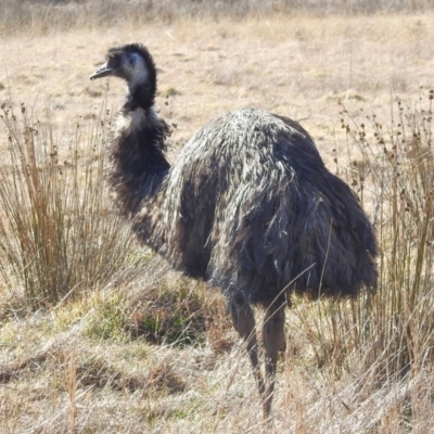 Dromaius novaehollandiae (Emu) at Tharwa, ACT - 1 Aug 2024 by JohnBundock