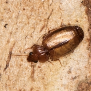 Agonocheila sp. (genus) at Melba, ACT - 31 Jul 2024 01:42 PM