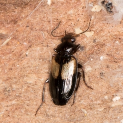 Sarothrocrepis civica (An arboreal 'ground' beetle) at Melba, ACT - 31 Jul 2024 by kasiaaus